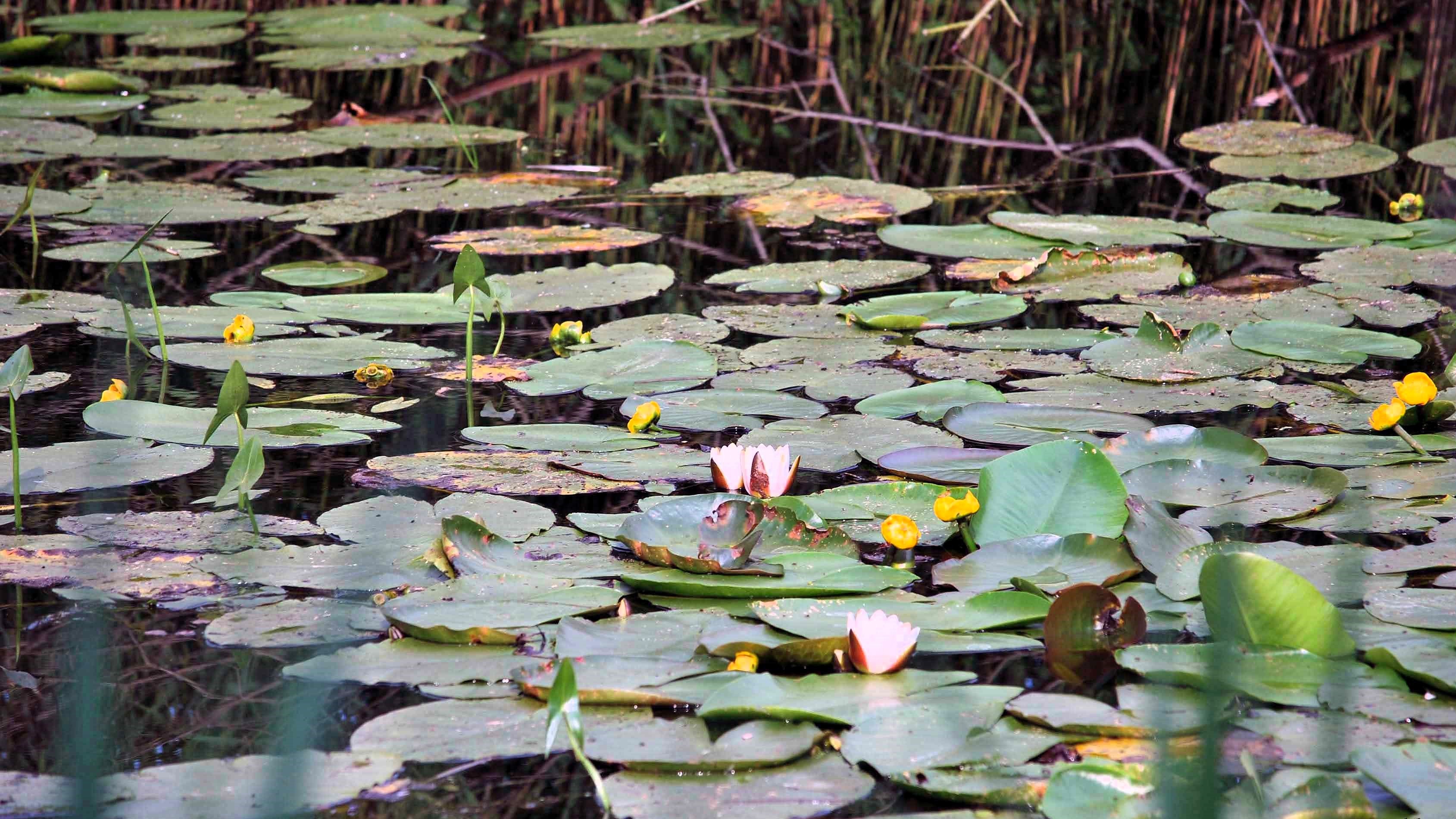 Waterplant