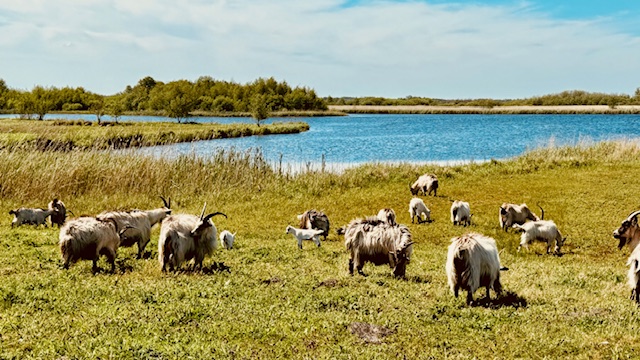 Nederlandse landgeit
