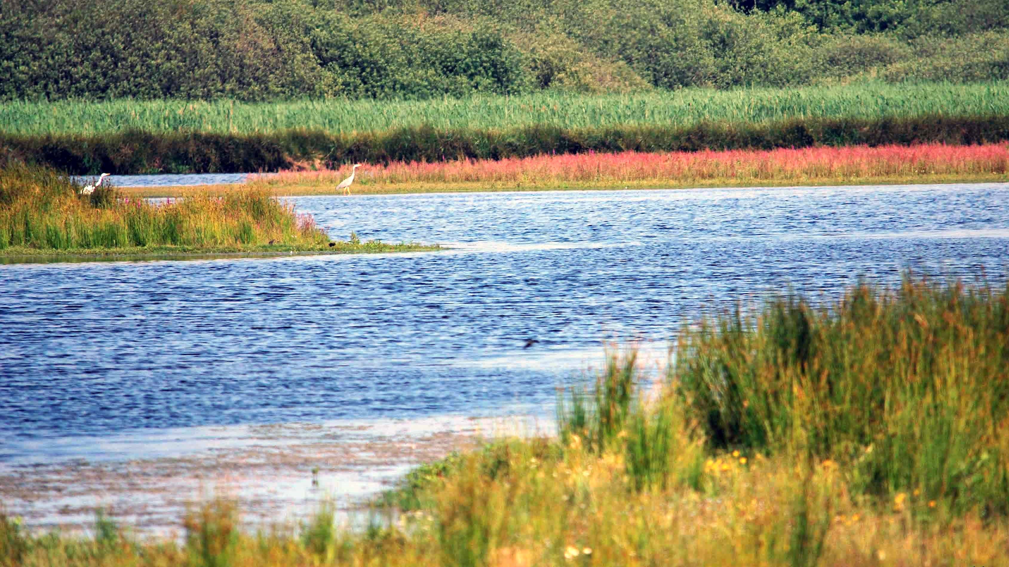 Grote zilverreiger