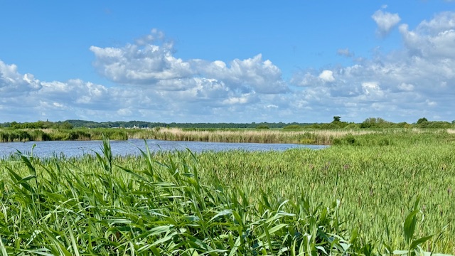 Rietlanden