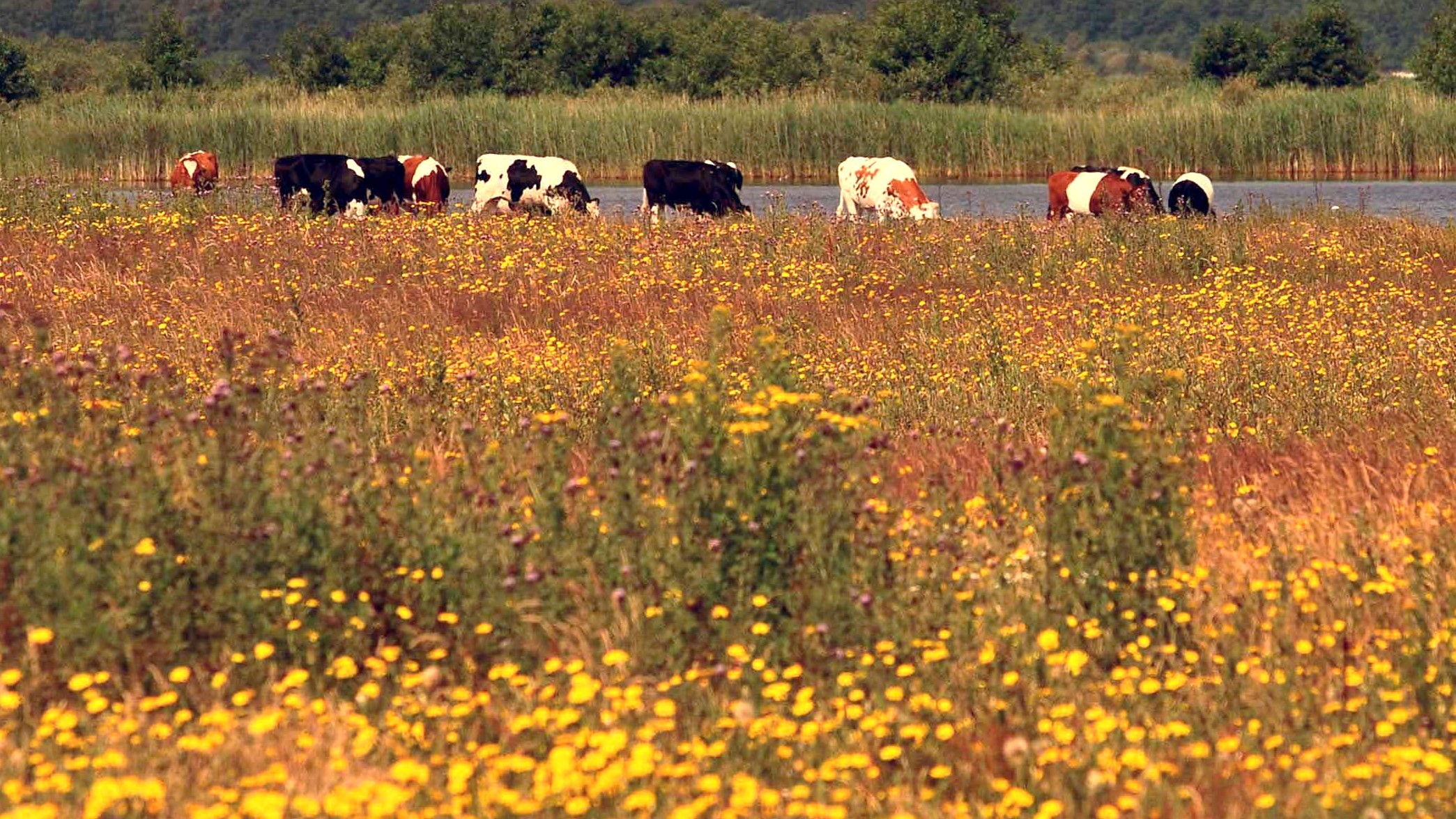 Koeien grazen in het landschap