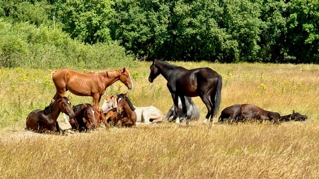 Paarden in het landschap