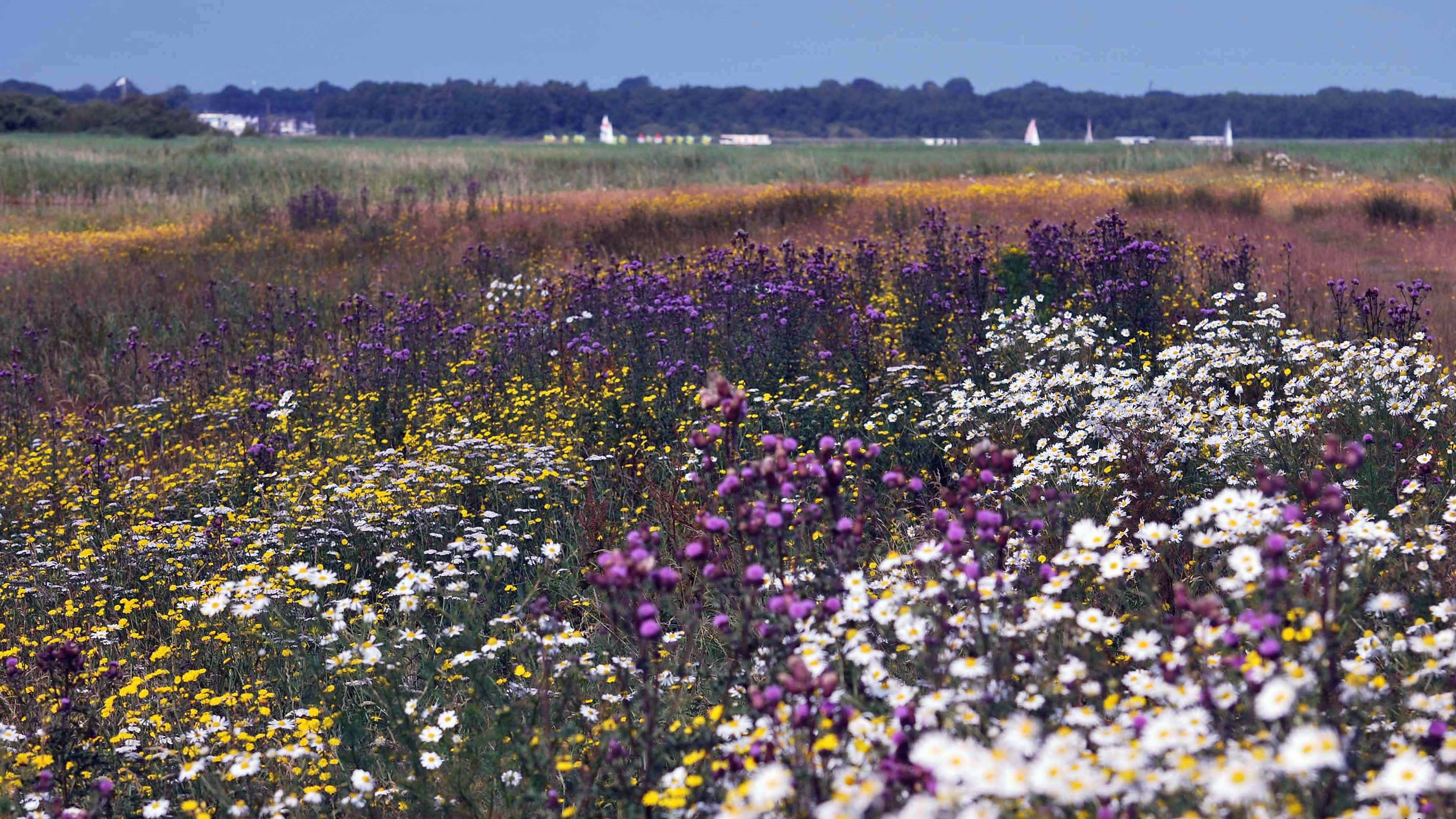 Bloemenpracht