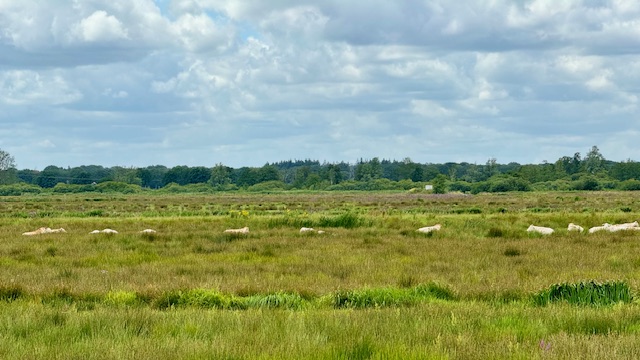 Tijdloos