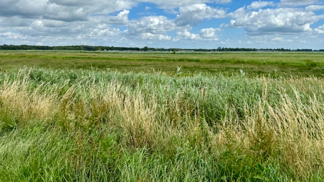 Weidsheid