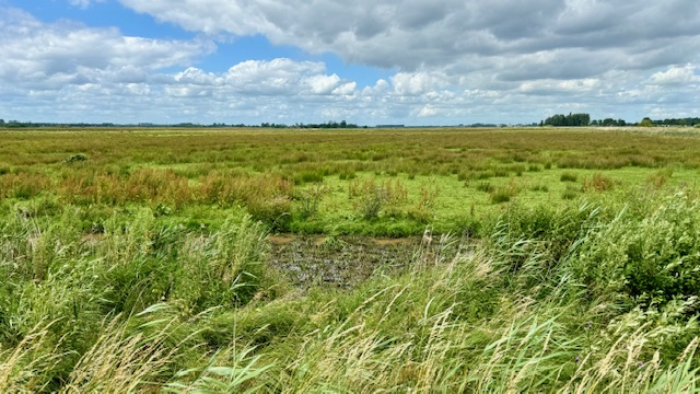 Weidsheid