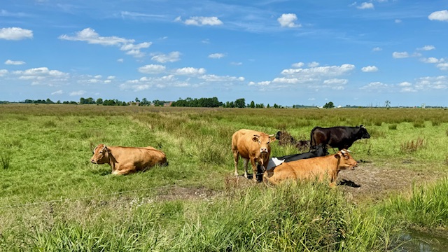 Levend schilderij