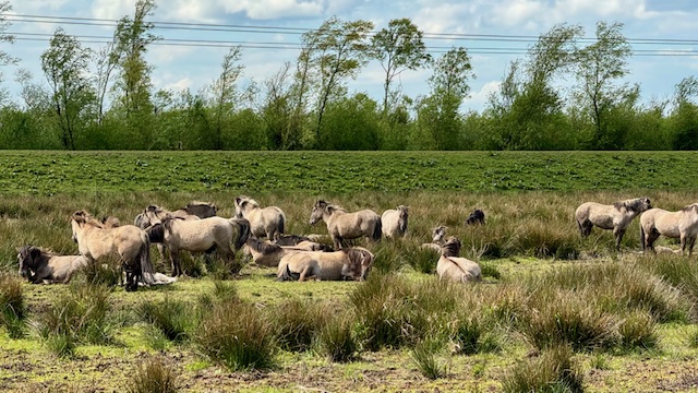 Konikpaarden