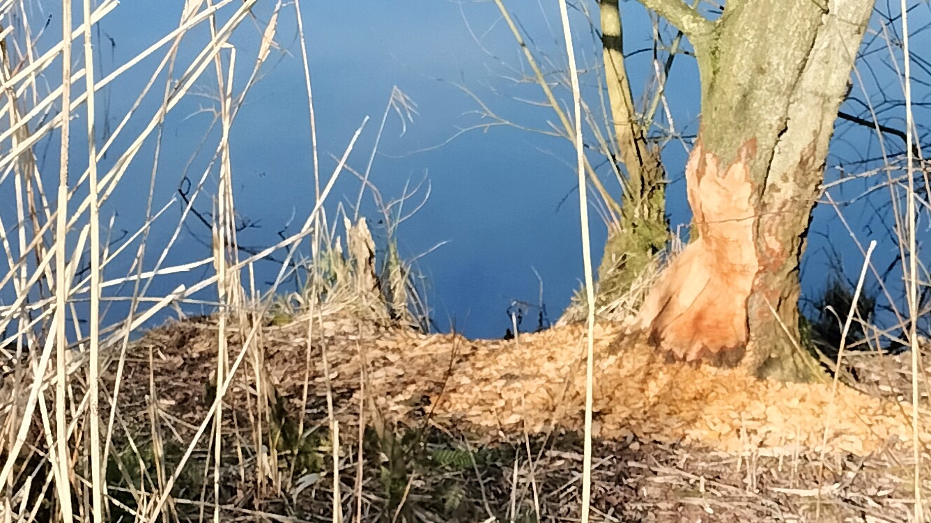 Bever
