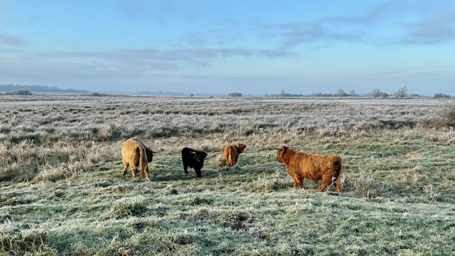 Schotse hooglanders