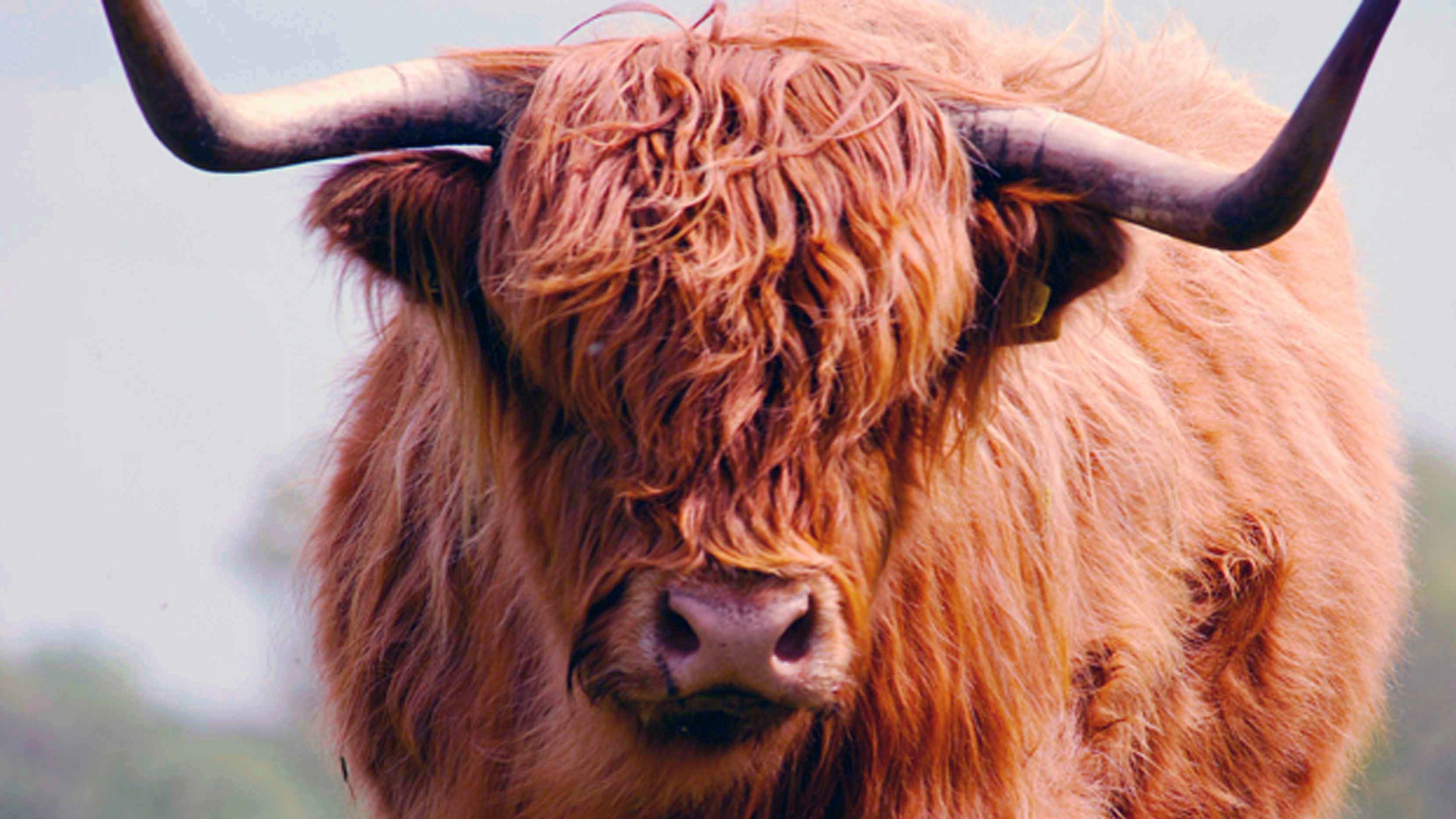 Schotse hooglanders