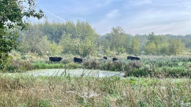 Zwarte koeien